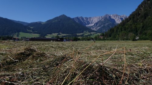 summer  hay  field