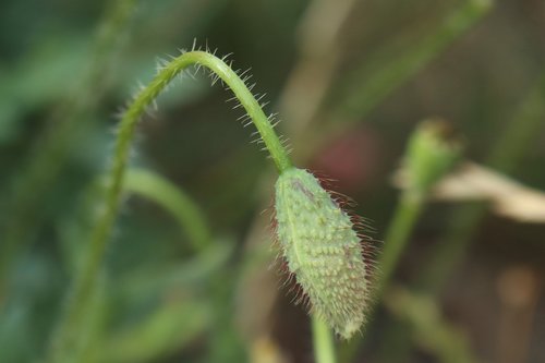 summer  poppies  bud