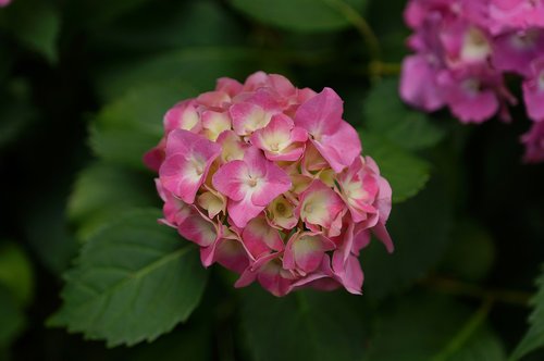 summer  flowers  pink