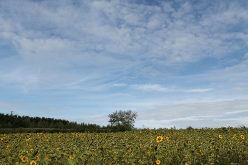 summer tree clouds