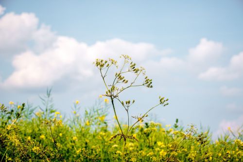 summer plant nature