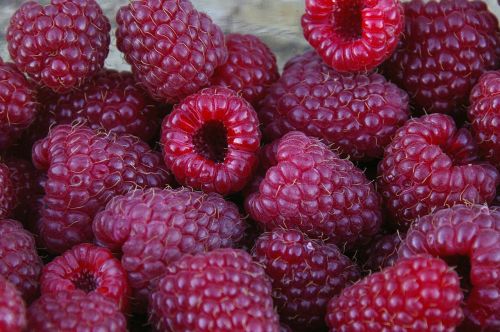 summer raspberries fruits