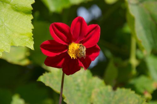 summer red flower bee
