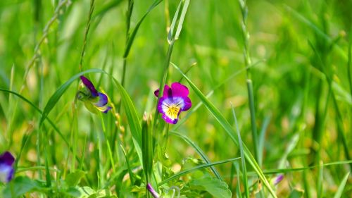 summer flower macro