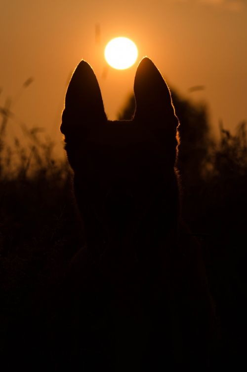 summer sunset dog