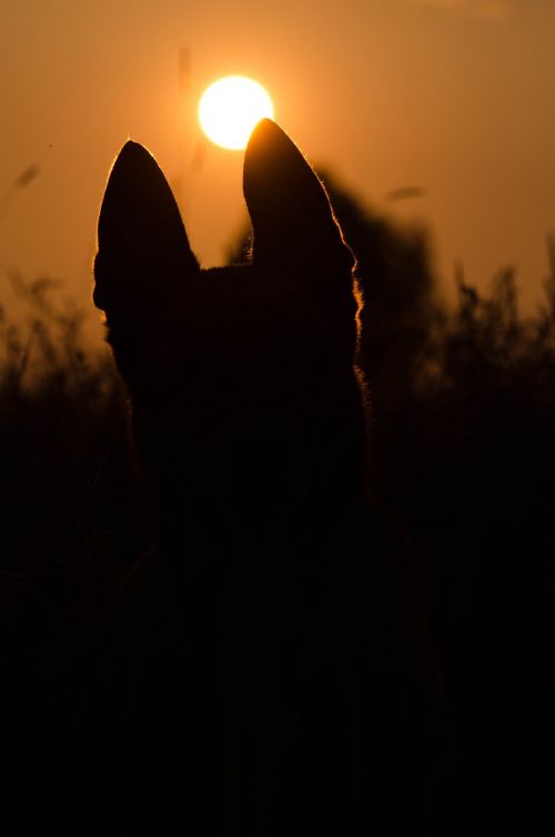 summer sunset dog