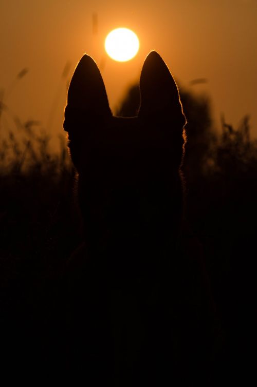 summer sunset dog