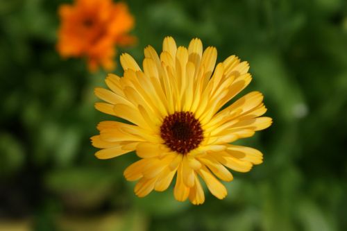 summer yellow bloom