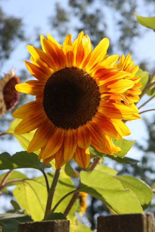 summer nature sunflower