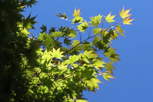 summer maple leaves