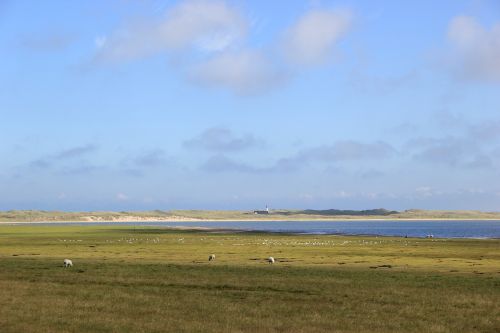 summer sylt sheep