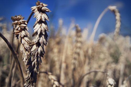 summer field wheat