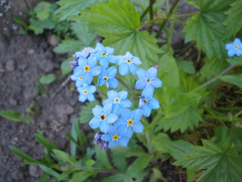 summer garden flower