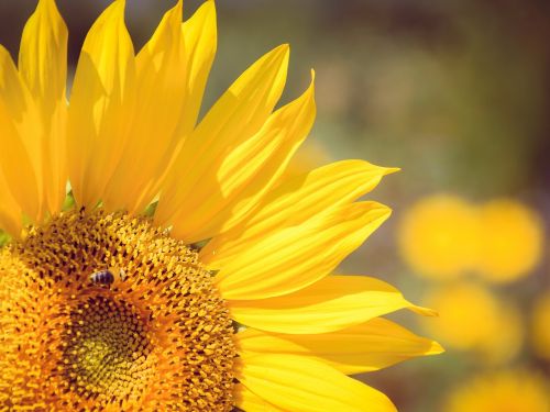 summer sunflower bee