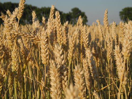 summer field grain
