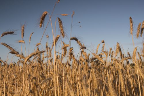 summer harvest corn