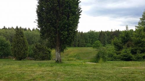 summer tree forest