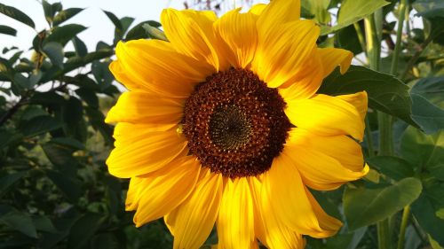 summer sunflower sun