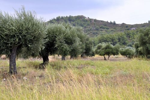 summer rhodes olive trees
