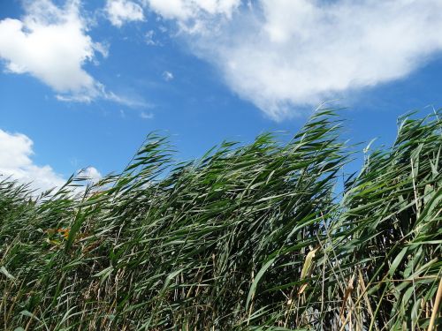 summer outdoors grass