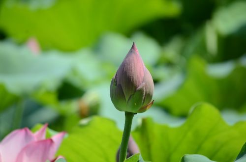 summer lotus the scenery