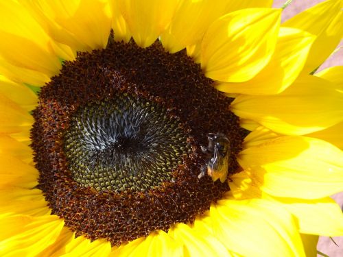 summer sun flower hummel