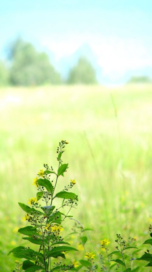 summer landscape nature