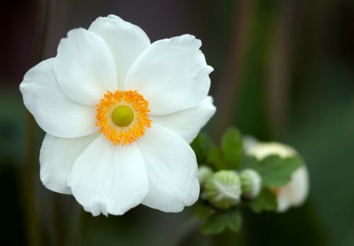 summer anemone anemone sylvestris blossom