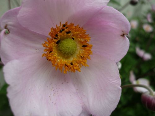 summer anemone culture pink