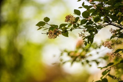 Summer Branch