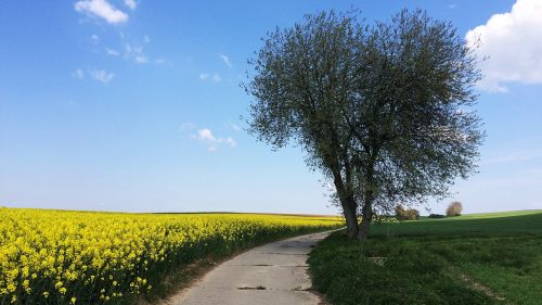 summer day rapeseed fields tree