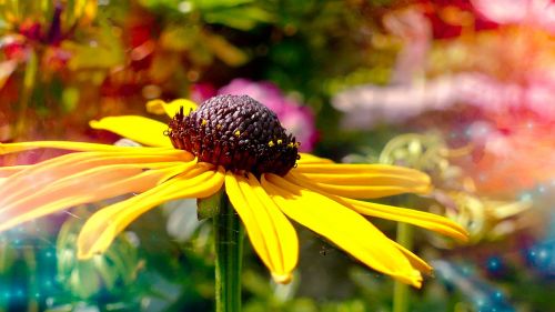 summer flower yellow summer flower rudbeckia