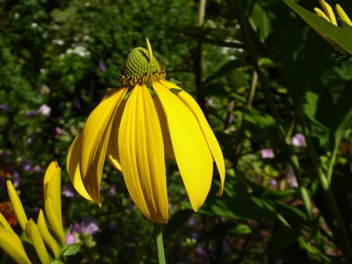 summer flower yellow flower garden