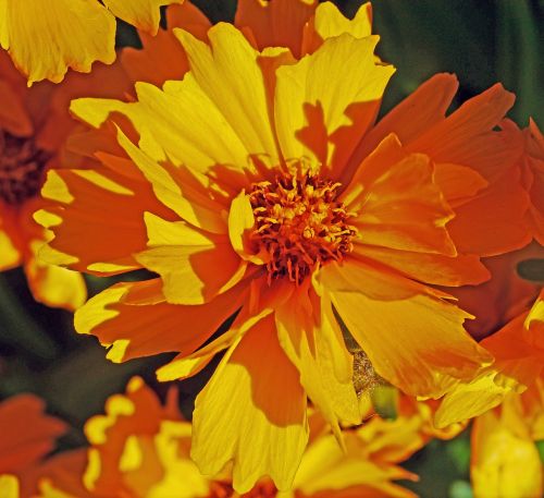 summer flower mädchenauge yellow