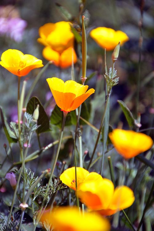 summer flower summer yellow