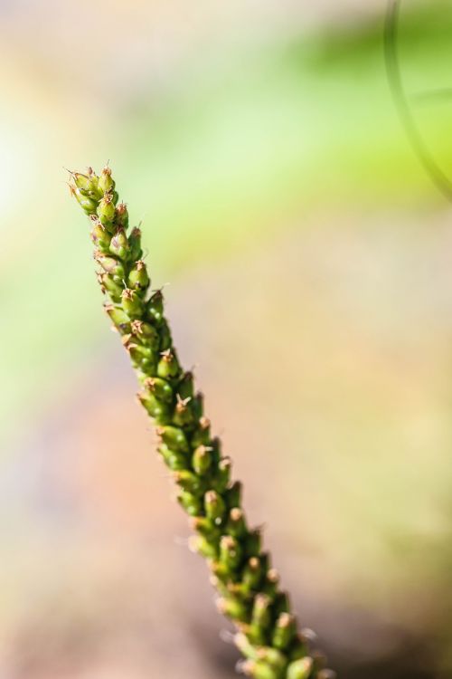 summer flower plant growth