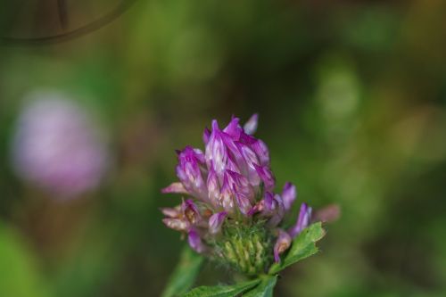 summer flower nature pink