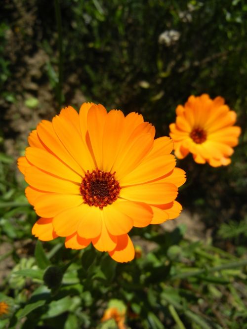 summer flower yellow flowers