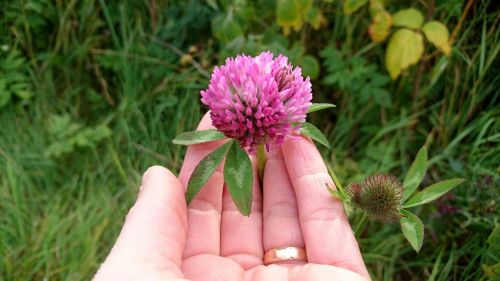 summer flower wildflower red clover