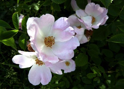 summer flower nature bright