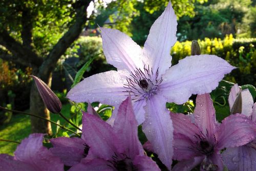 summer flower bright close