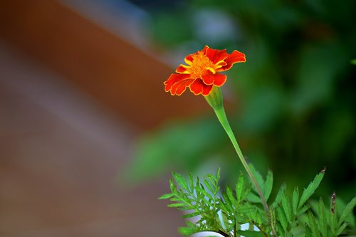 summer flower  flower flower  nature