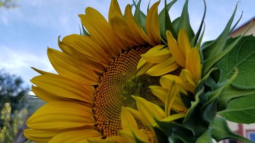 summer flower  yellow flower  sunflower