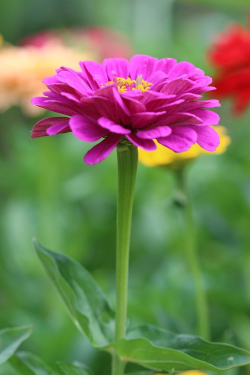 summer flower  nature  garden