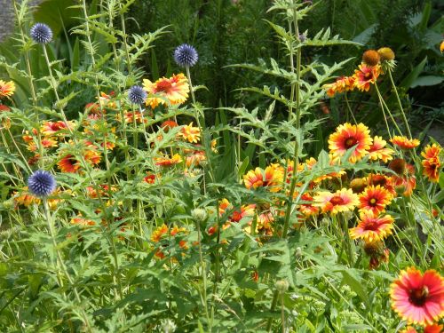 summer flowers meadow flower meadow