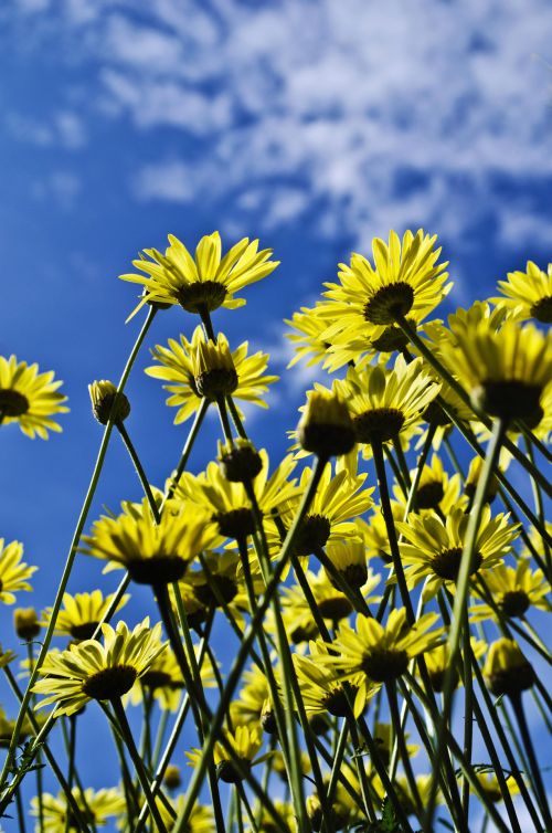 Summer Flowers