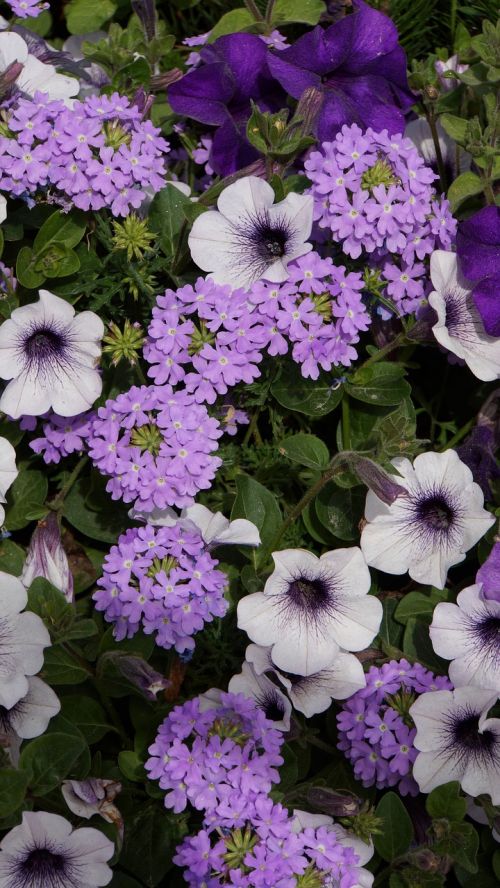 summer flowers lilac flower petunia