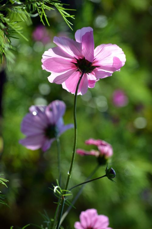 cosmos countryside pink
