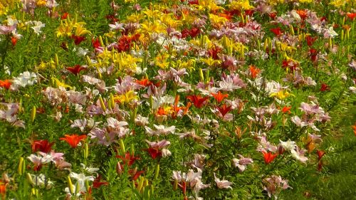 summer flowers flowers nature