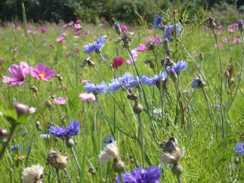 summer flowers wild flower nature